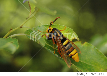 キタスカシバ キタスカシバ 9243147