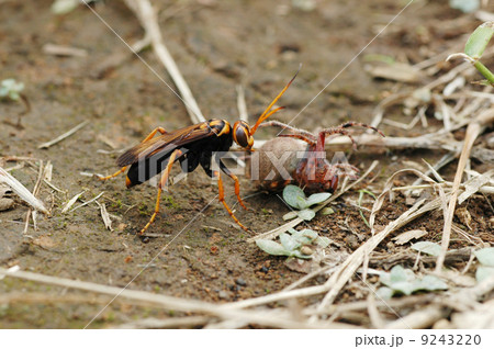 クモを運ぶベッコウバチの写真素材