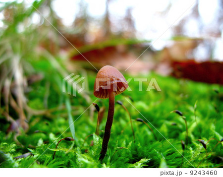 きのこ 9243460