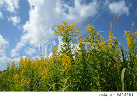 セイタカアワダチソウ 9243461