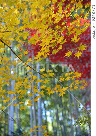直指庵のモミジ 直指庵のモミジ 9243771