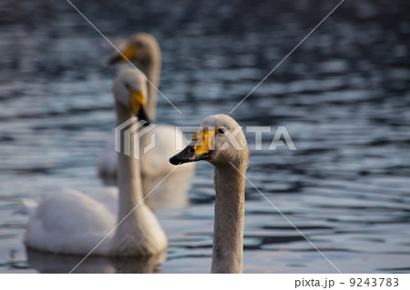 白鳥 白鳥 9243783