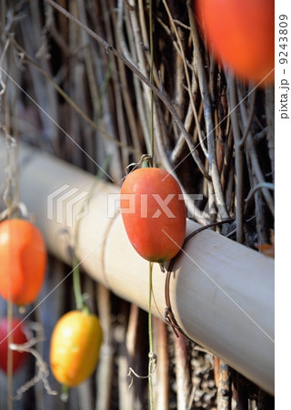 祇王寺のカラスウリ 9243809