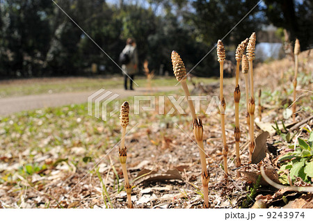 道端の春　～ツクシ～ 9243974