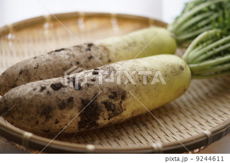 大根 大根 9244611