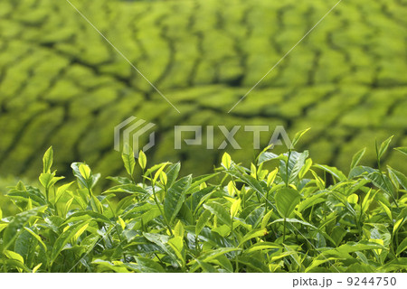 tea plantation 9244750