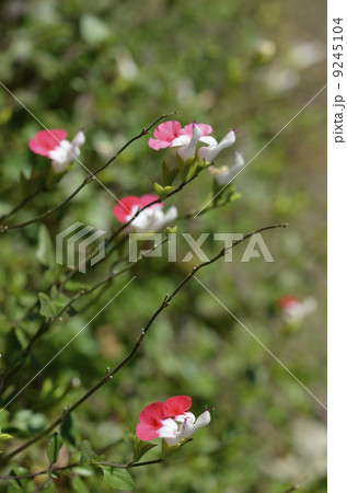 サルビア・ミクロフィラ ホットリップス サルビア・ミクロフィラ ホットリップス 9245104