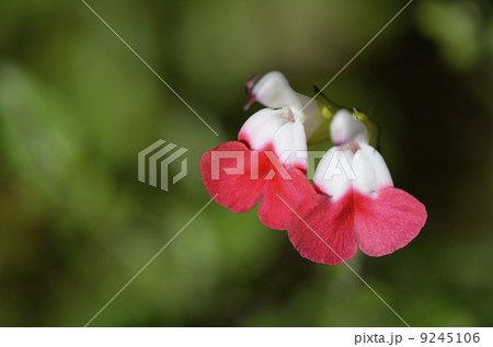 サルビア・ミクロフィラ　ホットリップス 9245106