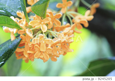 キンモクセイ 9245205