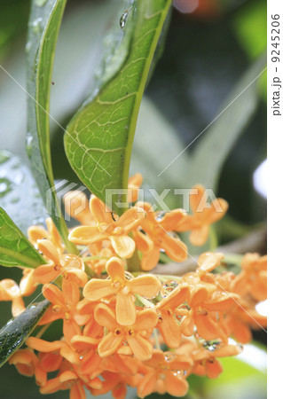 キンモクセイ キンモクセイ 9245206