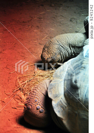 ゾウガメ ゾウガメ 9245242