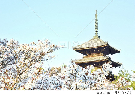 仁和寺　五重塔　御室桜 9245379