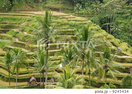 バリ島の棚田(テガララン/バリ島・インドネシア) バリ島の棚田(テガララン/バリ島・インドネシア) 9245434