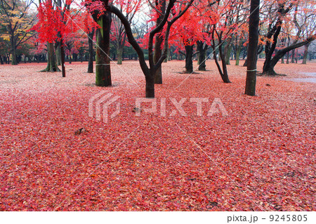 代々木公園の紅葉 代々木公園の紅葉 9245805