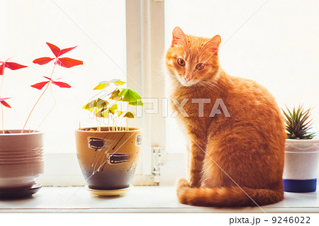 Red Cat Sitting On The Window 9246022