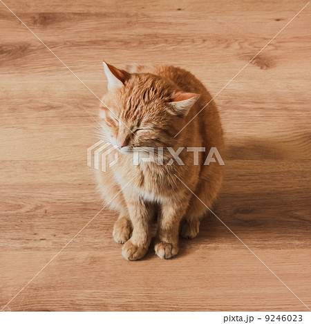 Red Cat 9246023
