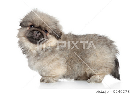 Pekingese puppy standing 9246278