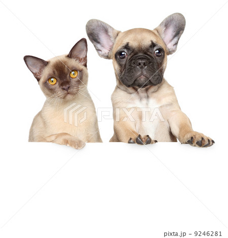 Portrait of a cat and dog on a white banner 9246281