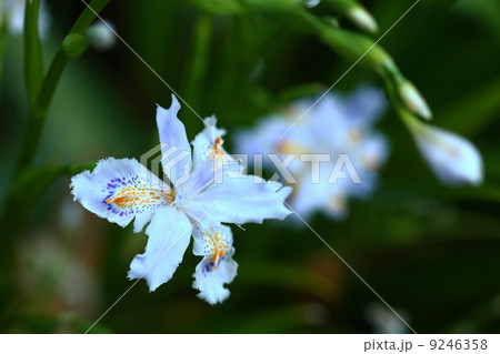 シャガの花 シャガの花 9246358