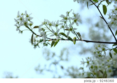 小さなサイフリボクの花 小さなサイフリボクの花 9246360