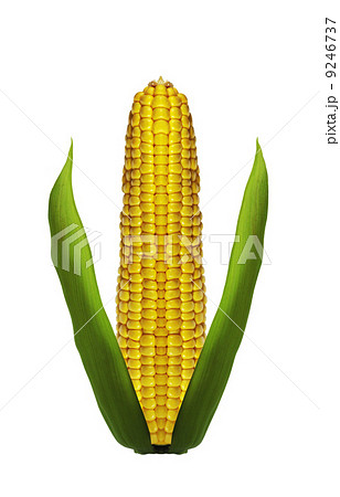 Corn ear are isolated on a white background 9246737