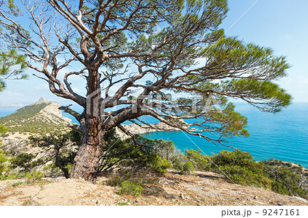 Coastline of Novyj Svit summer view (Crimea, Ukraine) 9247161