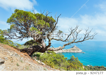 Coastline of Novyj Svit summer view (Crimea, Ukraine) 9247177