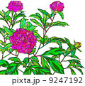芍薬 9247192