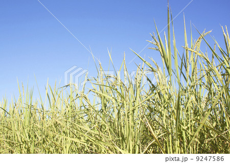 rice field ready for harvest 9247586