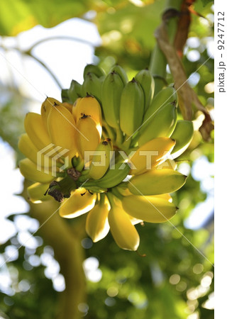 バナナ バナナ 9247712