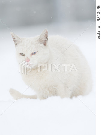 虹彩異色症のネコ 9248096