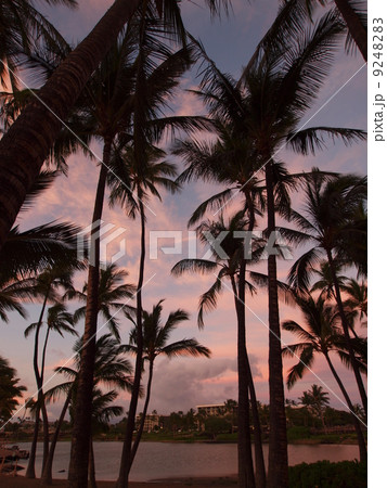 ハワイ島　ワイコロアの夕暮れ 9248283