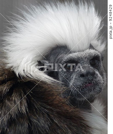 ワタボウシパンシェ ワタボウシパンシェ 9248429