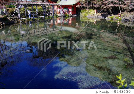 富士山本宮浅間大社 湧玉池 富士山本宮浅間大社 湧玉池 9248550