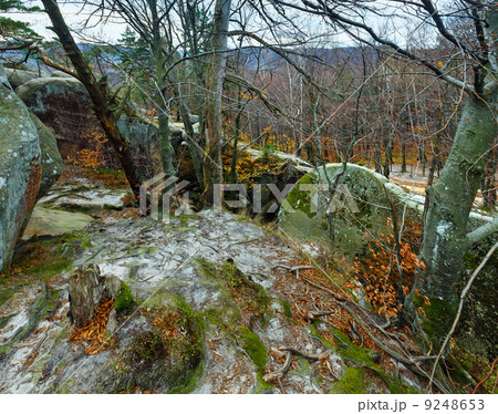 lofty stones in forest 9248653