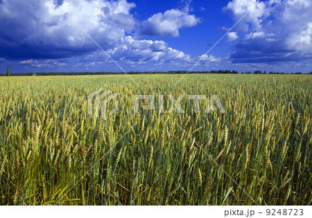 Ears of wheat on sky background 9248723