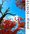 紅葉と青空 9248759