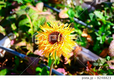 Gerbera (Spider type) 9248823