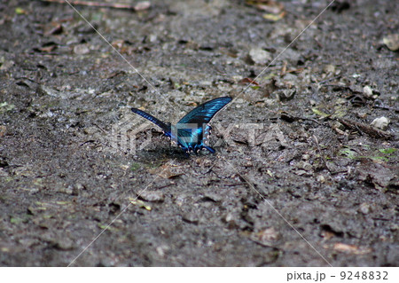 ミヤマカラスアゲハ 9248832