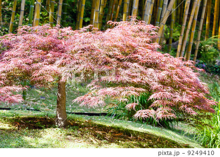 bamboo tree and pink arbuscle tree 9249410