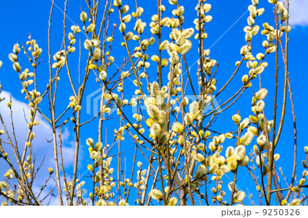 branches of a willow blossom in the spring branches of a willow blossom in the spring 9250326