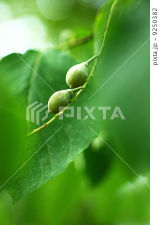 果実　ハクウンボクの実 9250382