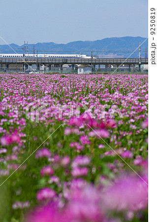 新幹線とレンゲ畑 9250819