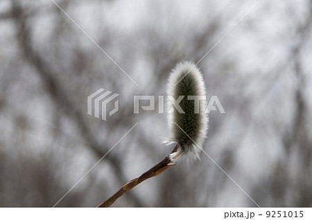 ネコヤナギ 9251015