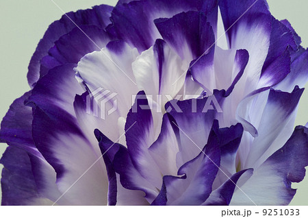 トルコキキョウ 9251033