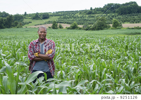 A man standing in a field of corn, on an organic farm.  9251126