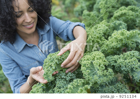 An organic vegetable farm. A woman working among the crisp curly kale crop.  9251134