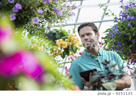 A commercial greenhouse in a plant nursery growing organic flowers. Man working, using a digital tablet. 9251135