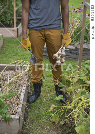 A man in gloves harvesting garlic bulbs in the vegetable garden.  9251282