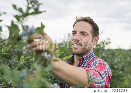 Organic fruit orchard. A man picking  blueberries, Cyanococcus, fruit. 9251288
